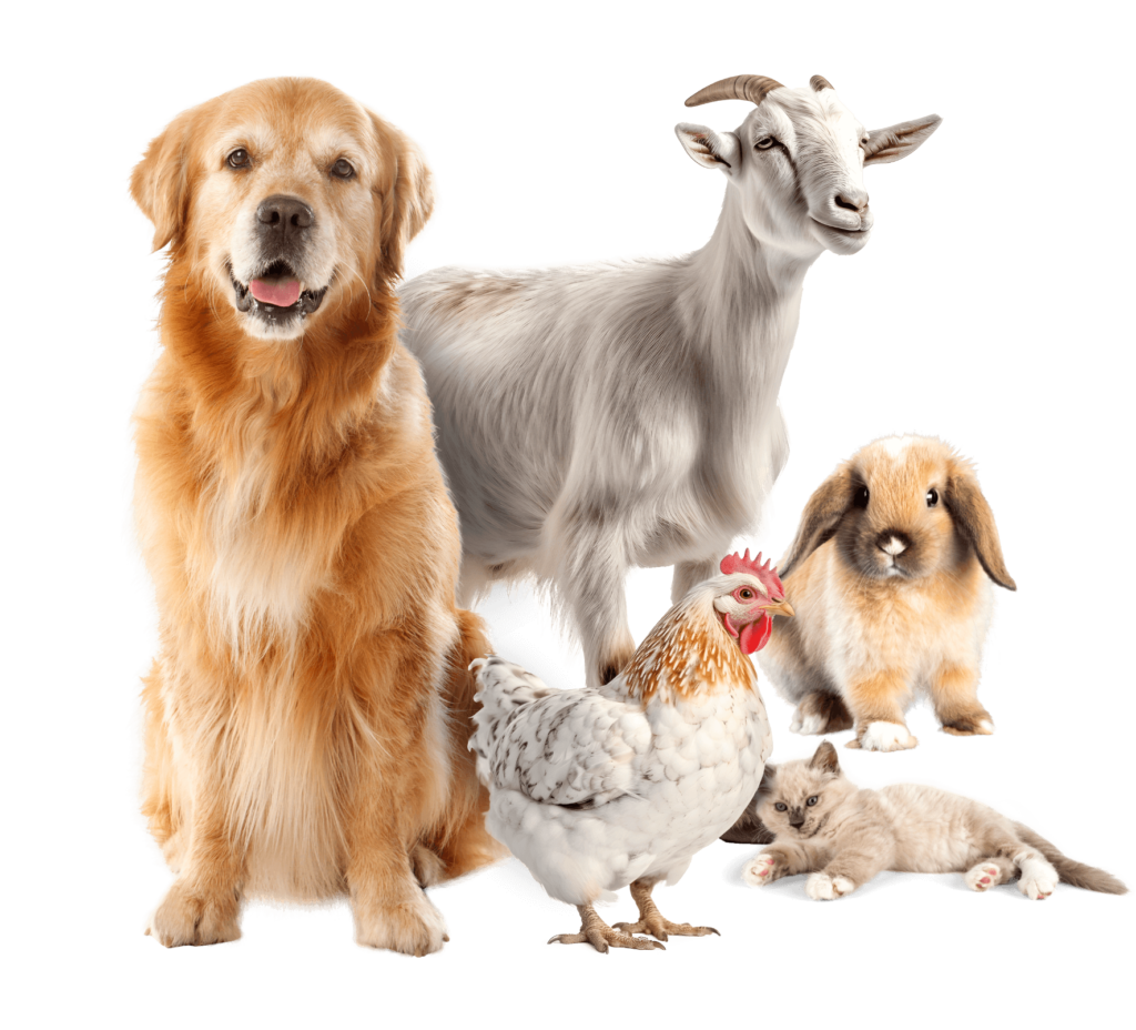 alimentation lapin poule chien chat mouton chevre - nutrition animale - basse cour - production animale alfalor suisse