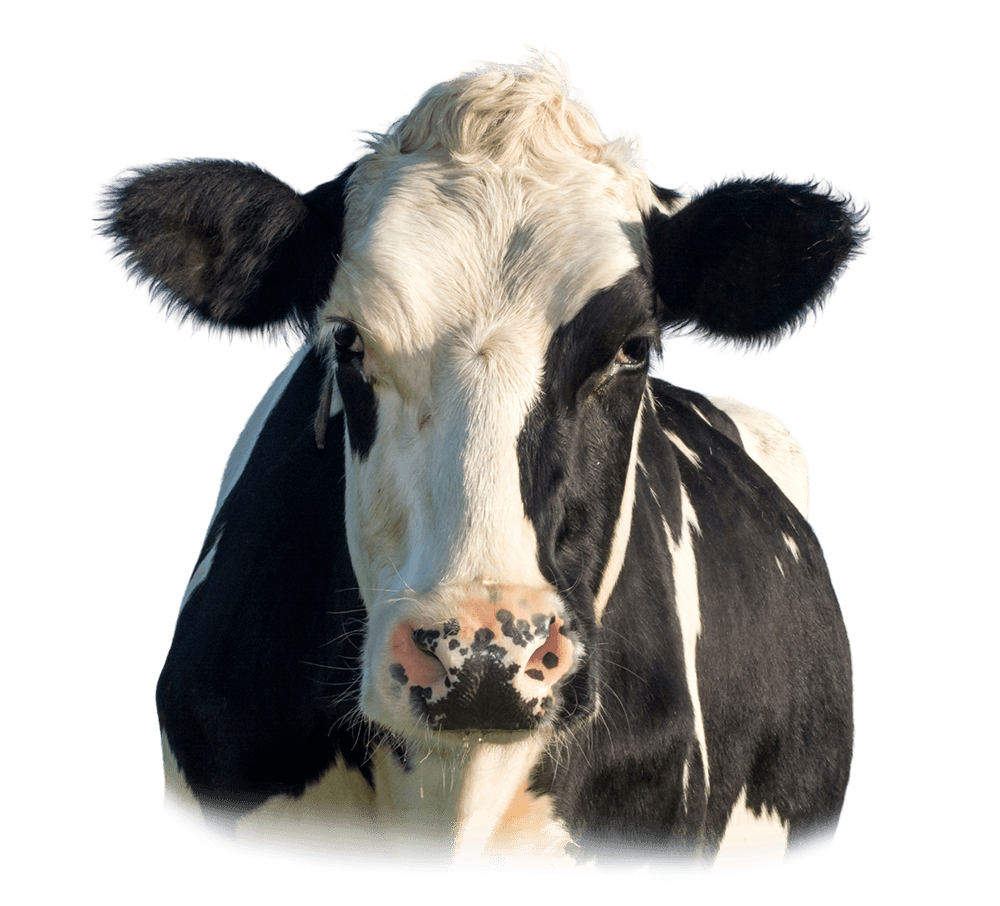 Alimentation des Vaches - Alfalor.ch