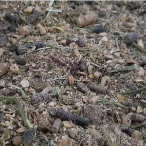 23 min_alfalor_suisse