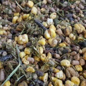 junior-19_alfalor_suisse